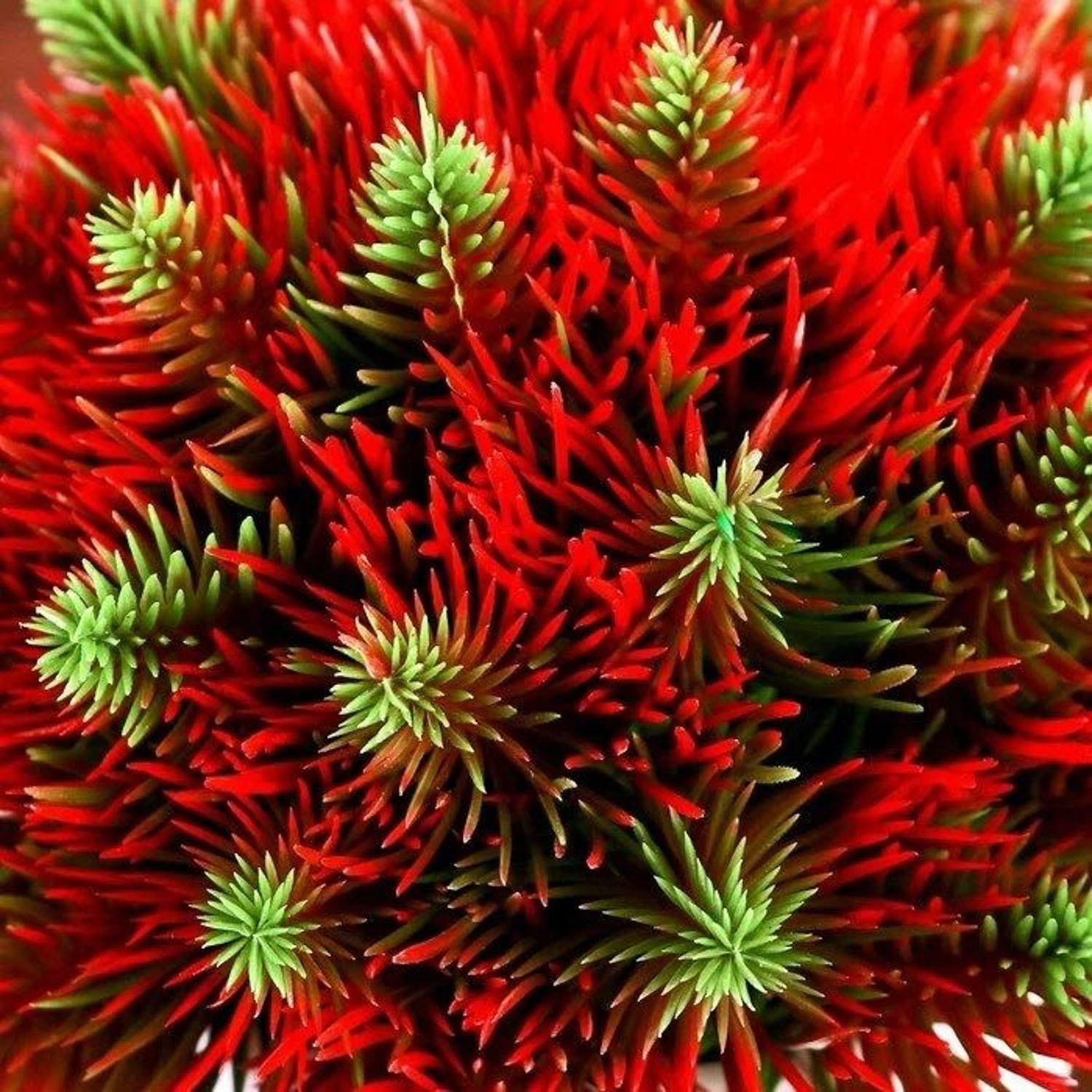 Бонсай "Пышные веточки" 8х15 см микс  4736473