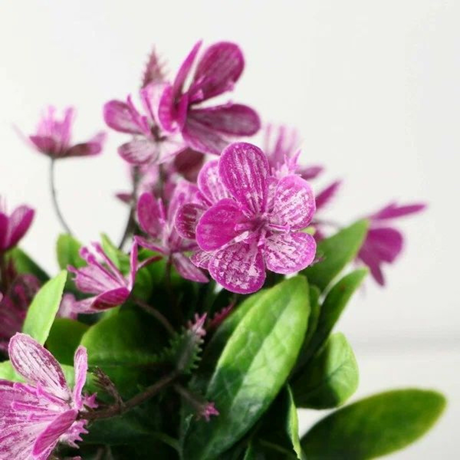 Бонсай в горшке "Рододендрон" 7х12 см, микс   9750538