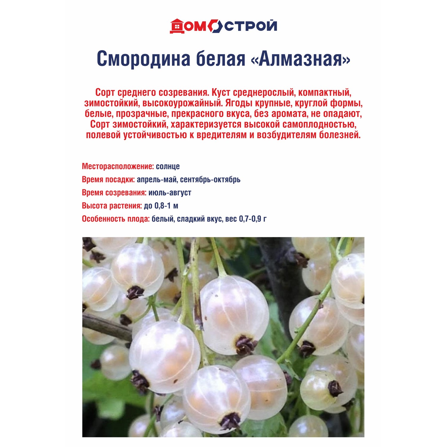 Смородина белая Алмазная