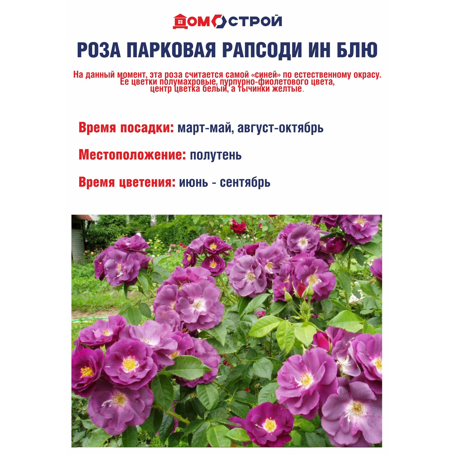Роза парковая Рапсоди ин Блю Роза парковая Рапсоди ин Блю