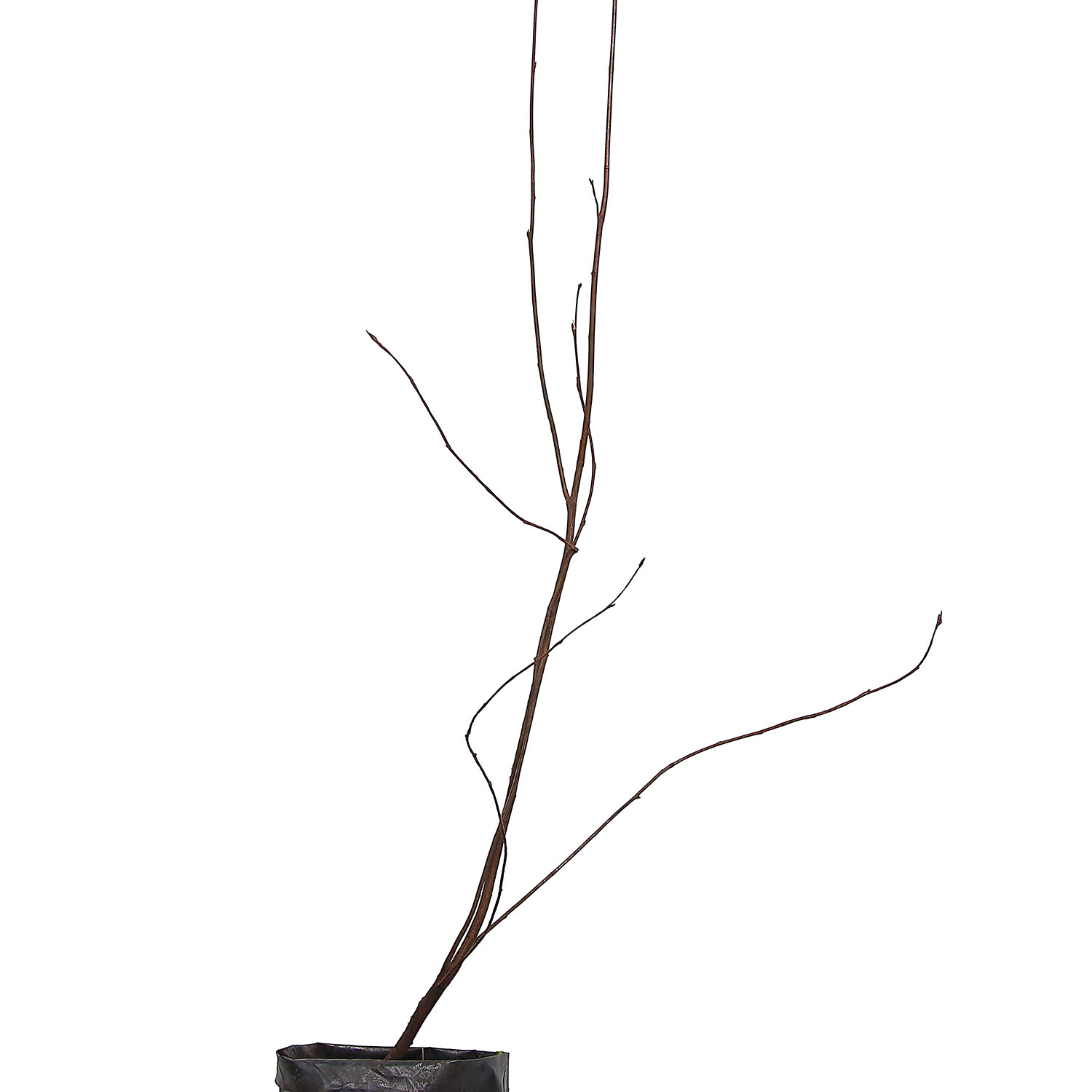 Ирга канадская Мартин