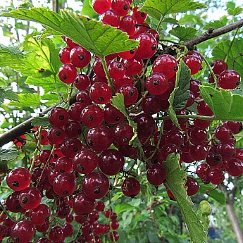 Смородина красная Андрейченко  Высота саженца   40-70см  на кусте 2-3 ветки