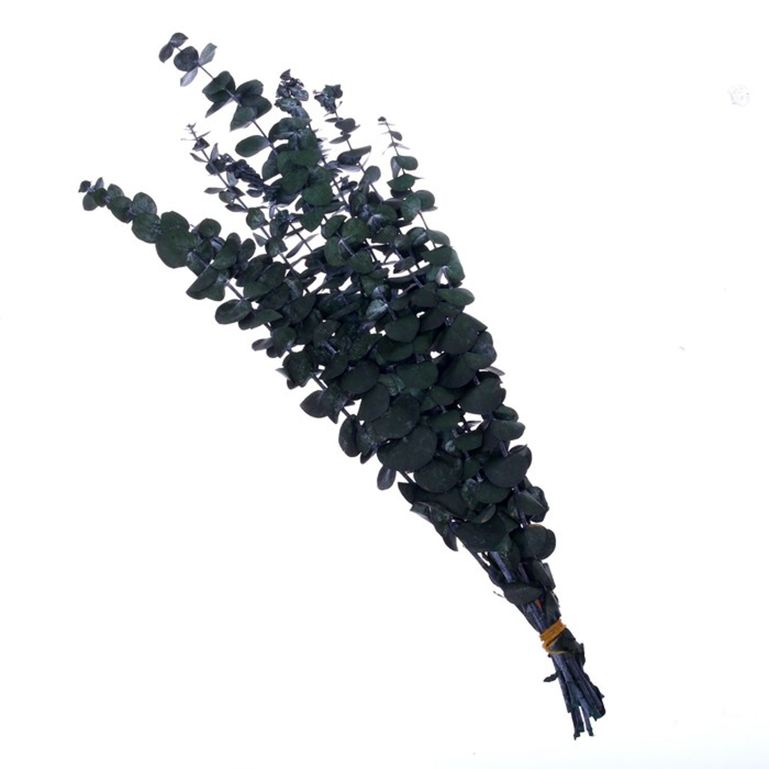 Сухоцвет Эвкалиптовое дерево, зеленый, 10 шт в упаковке   7749573