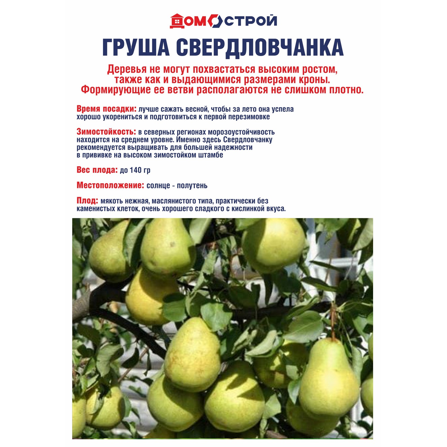 Груша Свердловчанка Саженец 2 года Высота саженца   90-120см