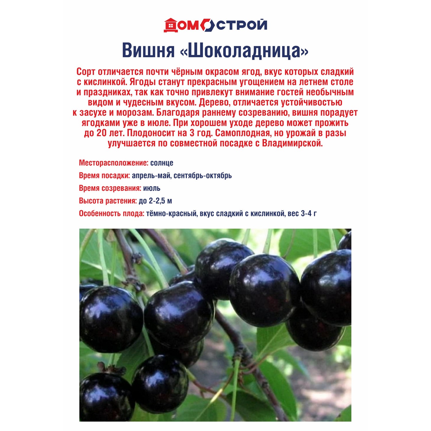 Вишня Шоколадница Саженец 2 года Высота саженца   90-110см
