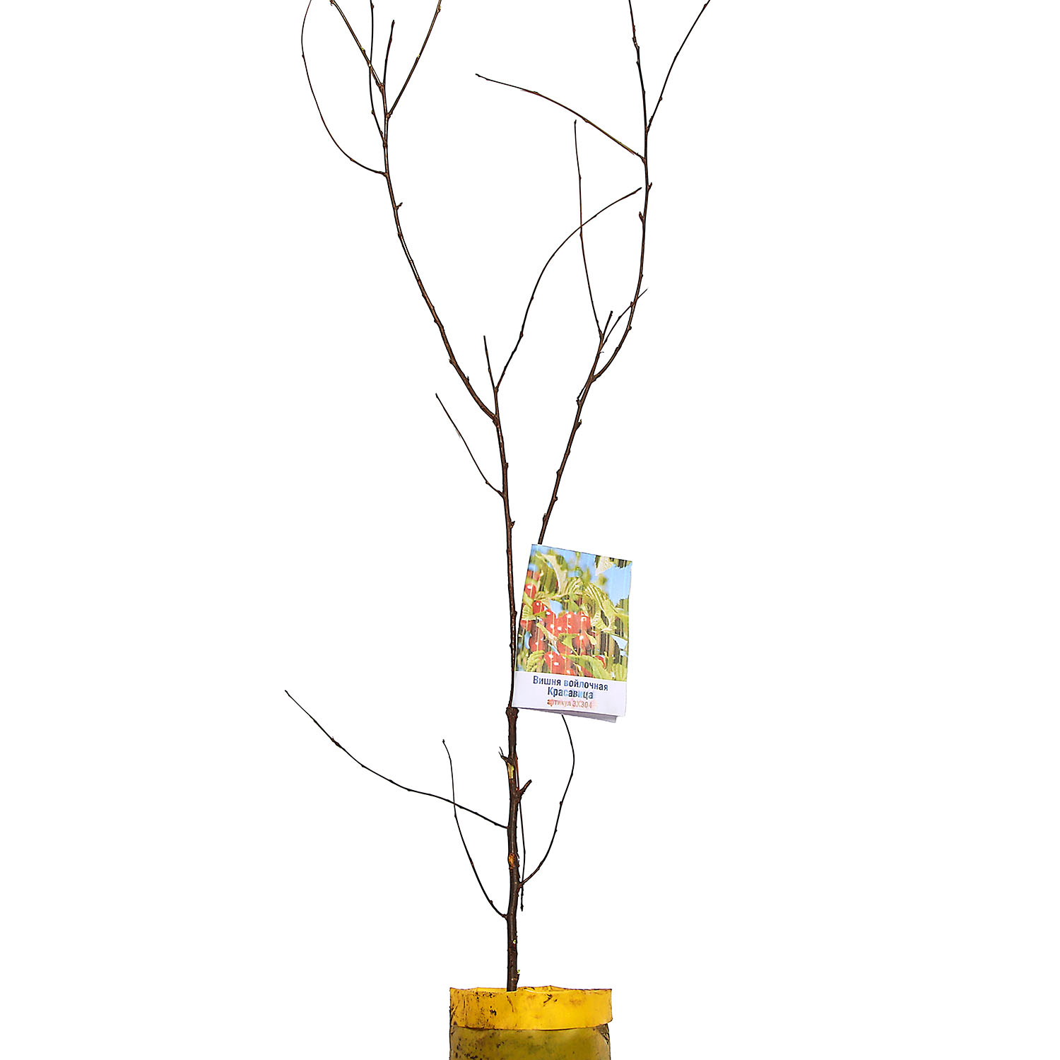 Вишня войлочная Красавица Саженец 2 года Высота саженца   50-80см