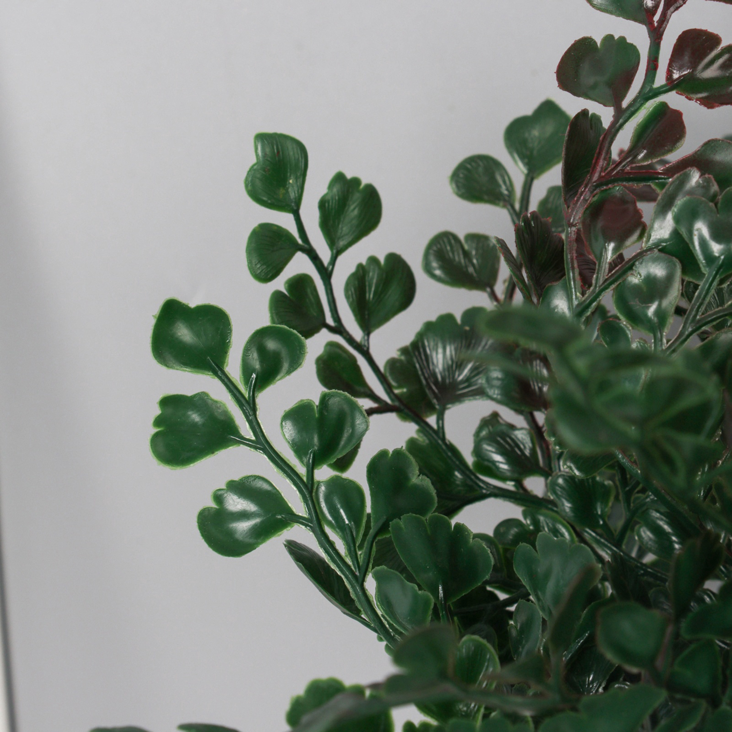 Бонсай в горшке "Триангулярис фикус" 23х9 см, микс   10697907