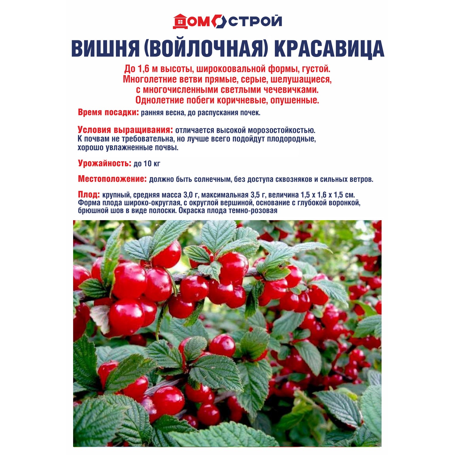 Вишня войлочная Красавица Саженец 2 года Высота саженца   50-80см
