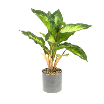 Бонсай в горшке "Диффенбахия" 9х33 см 9750510