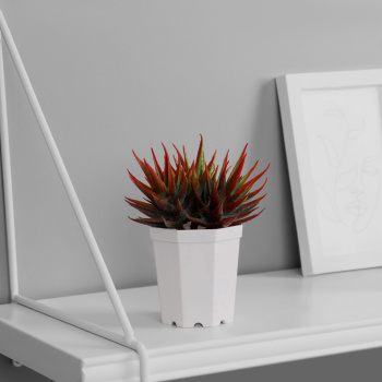 Бонсай в горшке "Осока комнатная элегант" 7х11 см, микс   10325092