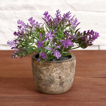 Бонсай "Седум" 6*10 см, микс   4293933