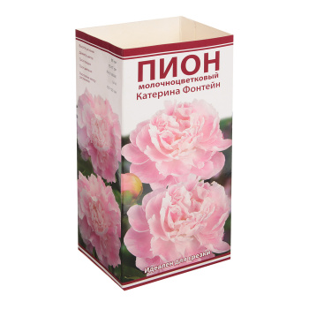 Пион молочноцветковый Катерина Фонтейн 1шт